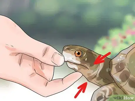 Imagen titulada Pet a Turtle Step 4