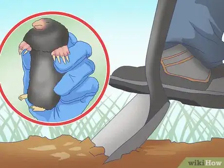 Imagen titulada Catch Moles Step 15