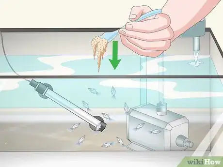 Imagen titulada Care for Baby Guppies Step 11