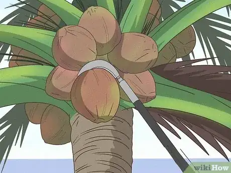 Imagen titulada Harvest a Coconut Step 6