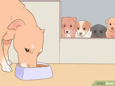 Imagen titulada Separate Puppies from their Mother Step 6
