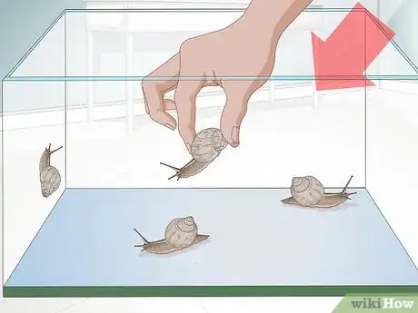 Imagen titulada Catch Snails Step 9