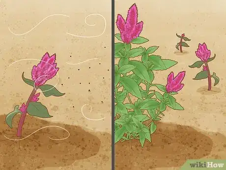 Imagen titulada Care for a Celosia Step 10