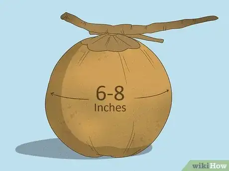 Imagen titulada Harvest a Coconut Step 1