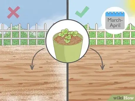 Imagen titulada Grow Strawberries Step 7