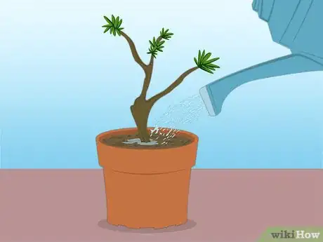 Imagen titulada Propagate Azaleas Step 20