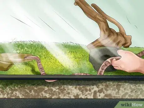 Imagen titulada Get a Pet Snake Step 13