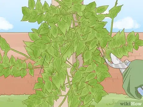 Imagen titulada Prune Wisteria Step 8
