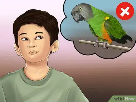 Imagen titulada Know if a Senegal Parrot Is Right for You Step 6