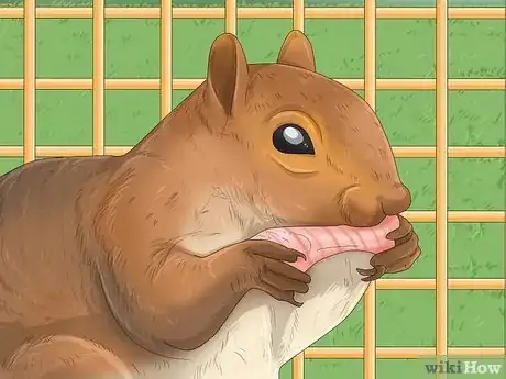 Imagen titulada Keep a Pet Squirrel Step 11