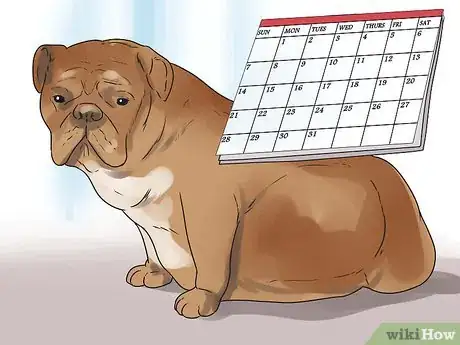 Imagen titulada Help Your Dog Whelp or Deliver Puppies Step 3