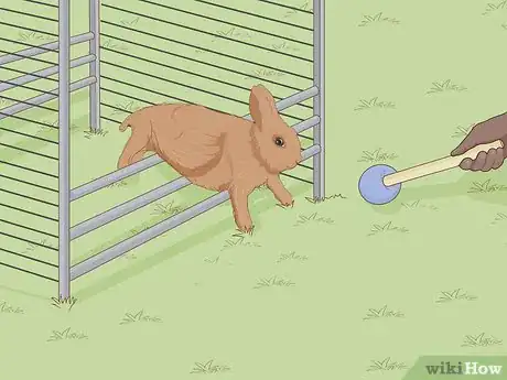 Imagen titulada Care for a New Pet Rabbit Step 17