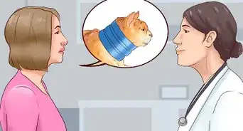 colocar un collar isabelino a un gato