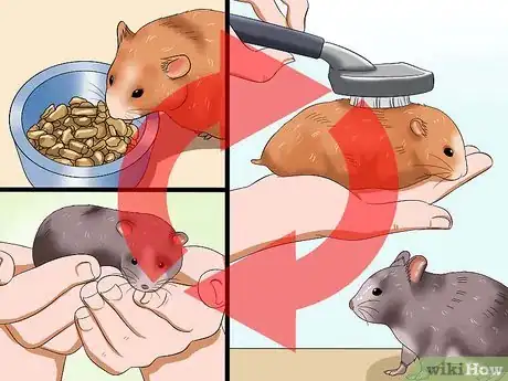 Imagen titulada Get Hamsters to Stop Fighting Step 12