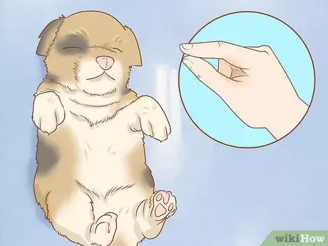 Imagen titulada Revive a Puppy Step 16