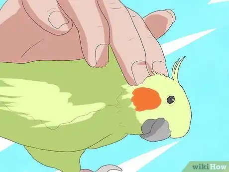 Imagen titulada Take Care of a Cockatiel Step 13