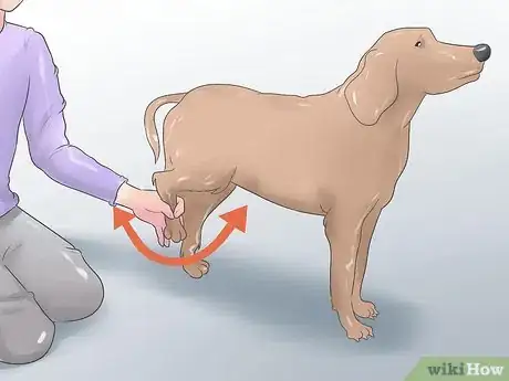 Imagen titulada Heal a Torn Dog ACL Without Surgery Step 8