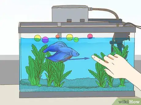 Imagen titulada Play With Your Betta Fish Step 4