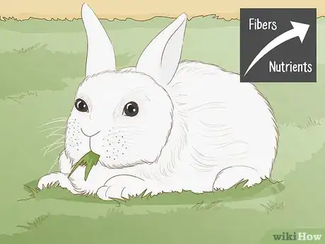 Imagen titulada Care for a New Pet Rabbit Step 11