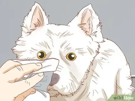 Imagen titulada Remove a Tear Duct Stain from White Dogs Step 6