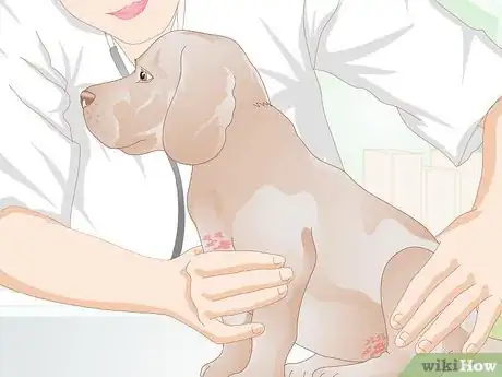 Imagen titulada Get Rid of a Rash on a Dog Step 5