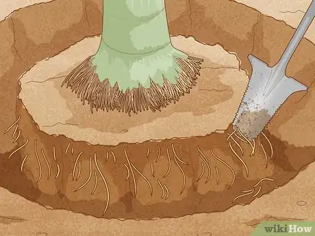 Imagen titulada Remove a Palm Tree Step 11