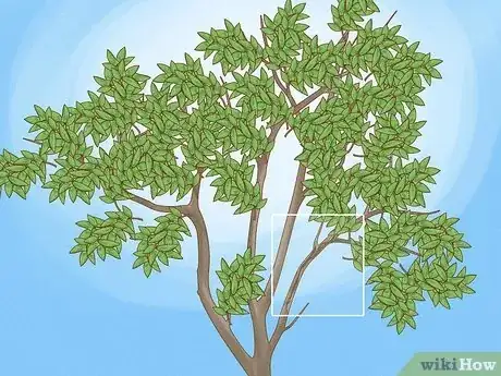 Imagen titulada Prune Guava Trees Step 1