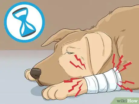 Imagen titulada Help Your Dog Recover from Surgery Step 9