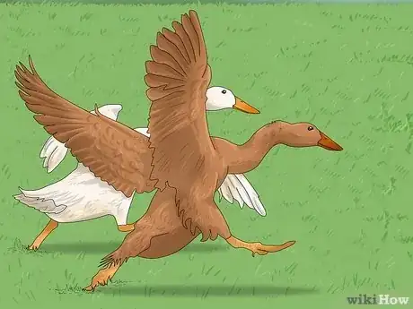 Imagen titulada Train Ducks Step 12