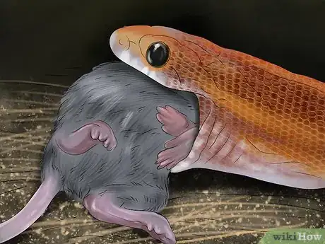 Imagen titulada Get a Pet Snake Step 14