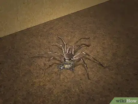 Imagen titulada Take Care of a Huntsman Spider Step 7