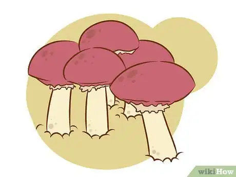Imagen titulada Grow Edible Mushrooms Step 3