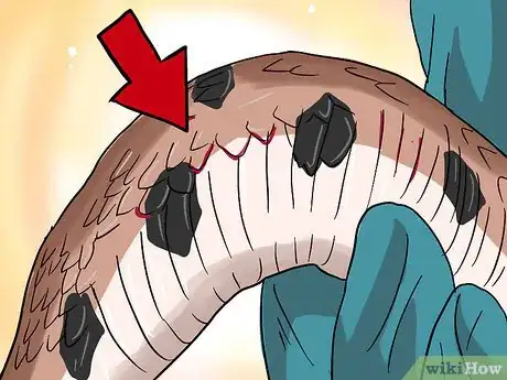 Imagen titulada Choose Your First Pet Snake Step 10Bullet3