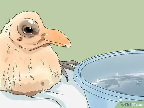 Imagen titulada Care for a Fledgling Pigeon Step 10