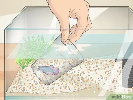 Imagen titulada Clean a Betta Fish Tank Step 5