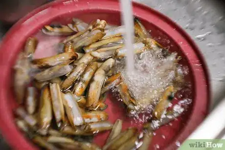 Imagen titulada Clean a Razor Clam Step 1