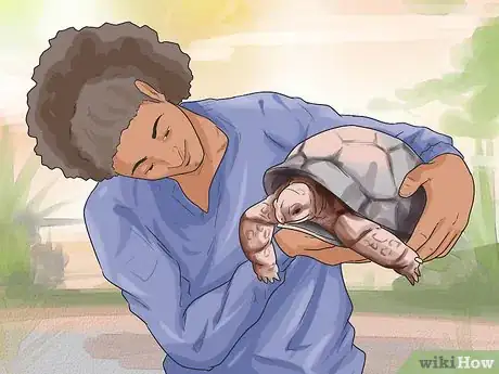 Imagen titulada Buy a Turtle Step 6