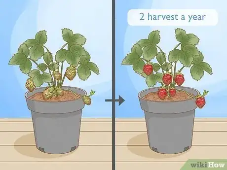 Imagen titulada Grow Strawberries Step 3