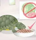 aplicarle medicamento a los ojos de una tortuga
