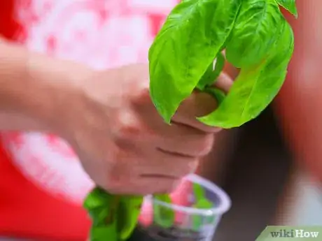 Imagen titulada Dry Basil Step 1