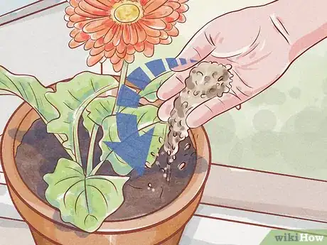 Imagen titulada Care for a Gerbera Daisy Step 5