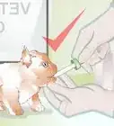 salvar a un gatito moribundo