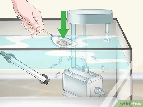 Imagen titulada Care for Baby Guppies Step 14