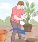 plantar semillas de dátil