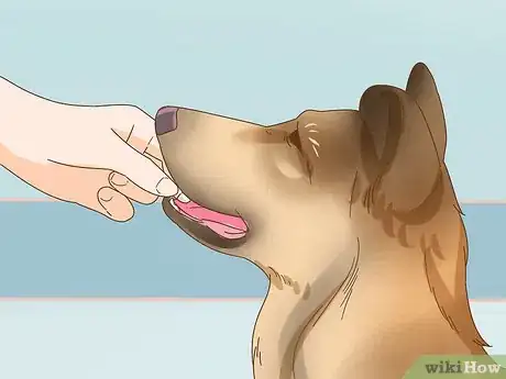 Imagen titulada Treat Spay Incontinence in Female Dogs Step 6