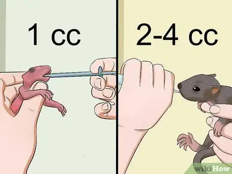 Imagen titulada Raise a Baby Squirrel Step 15