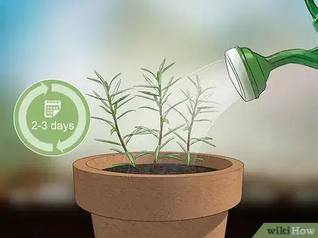 Imagen titulada Grow Moss Rose Step 10