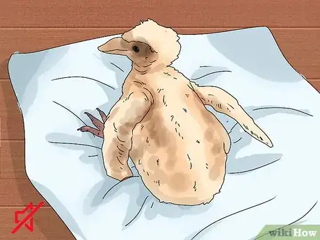 Imagen titulada Care for a Fledgling Pigeon Step 11