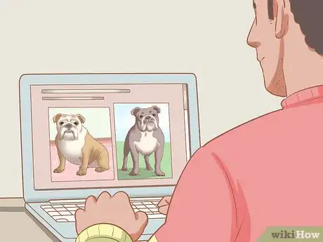 Imagen titulada Identify an English Bulldog Step 2