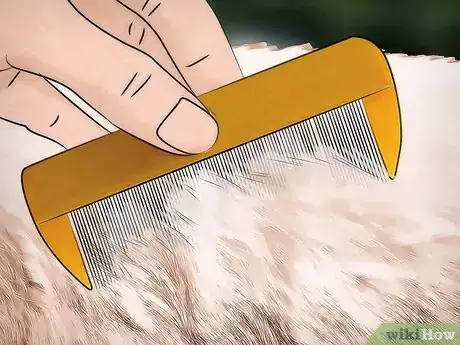 Imagen titulada Get Rid of Dog Lice Step 4